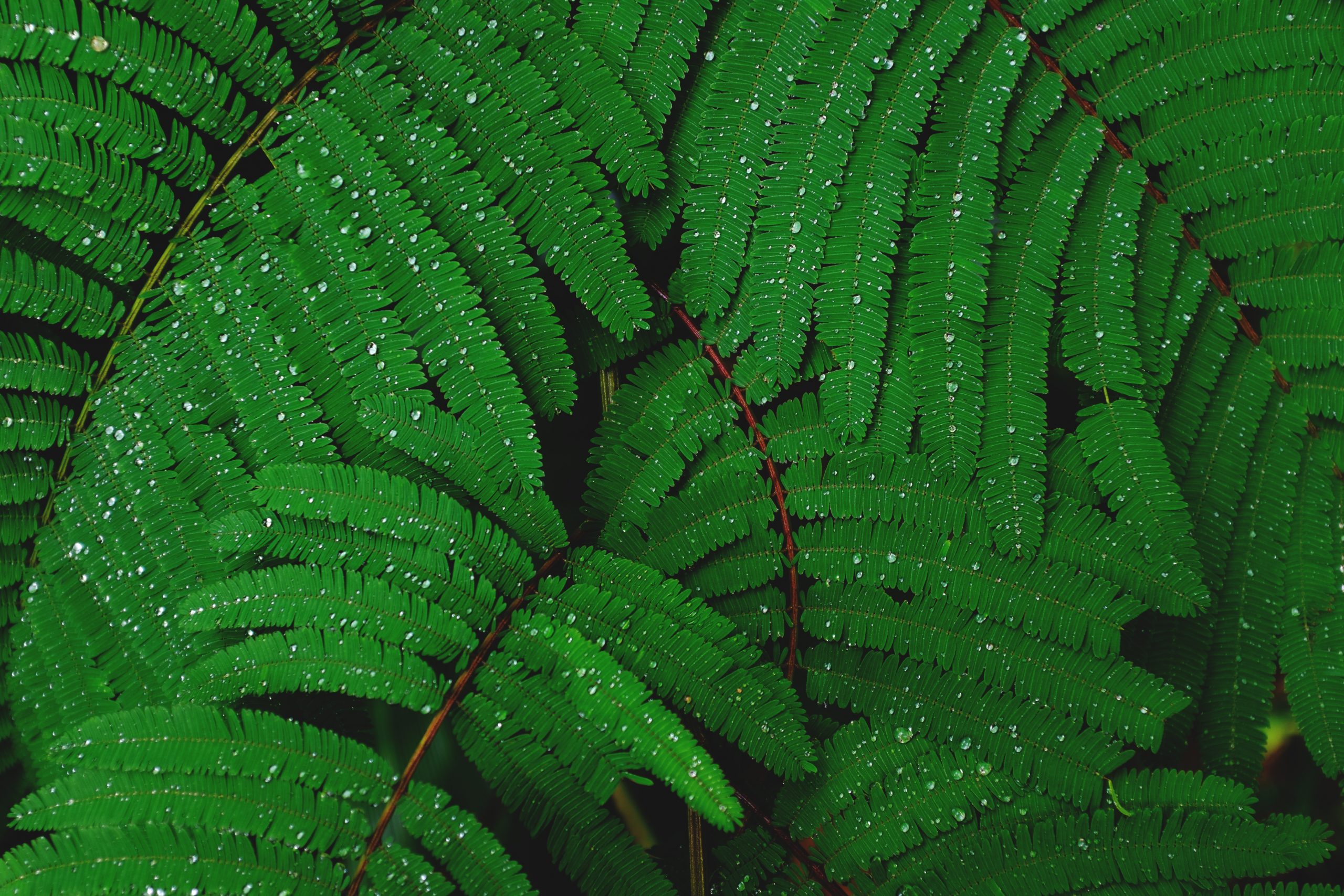 Eco printing
