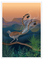 Lyrebird Mountains eco postcard