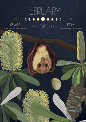 Moon Calendar 2026 February Blossom Bat with Banksia integrifolia