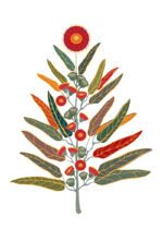 Rainbow gum Christmas cards